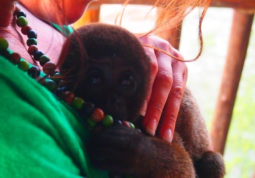 Amazon Peru - Monkey Heart